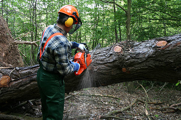 Schneiden der tree – Foto