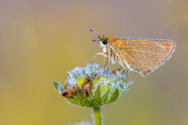 istock Essex skipper covered in dew 981176376