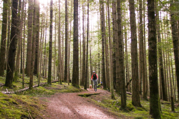 istock Mountain Biking in Forest in British Columbia 981176548