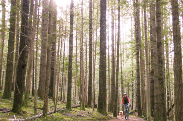 istock Mountain Biking in Forest in British Columbia 981176656