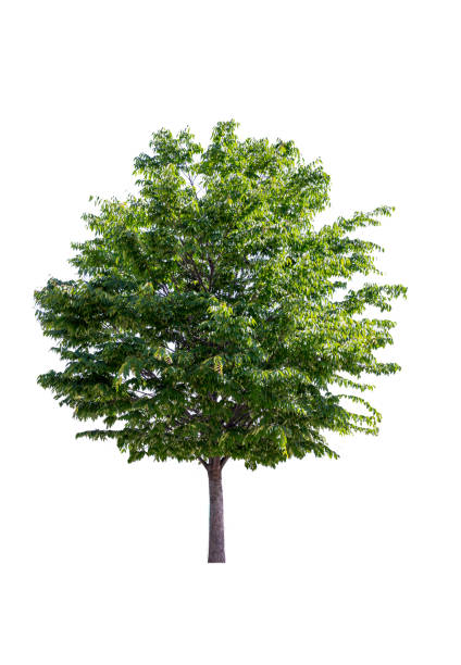 istock Green Tree on White Background in full depth of field with clipping path. 981177174