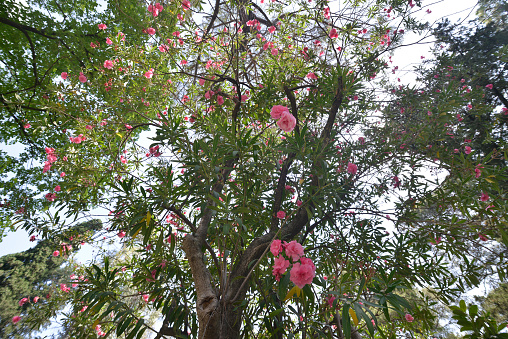 Treetop of Oleander shrub with pink flowers