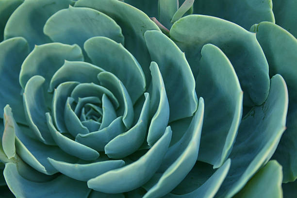 istock Sea Green Echeveria 98117781