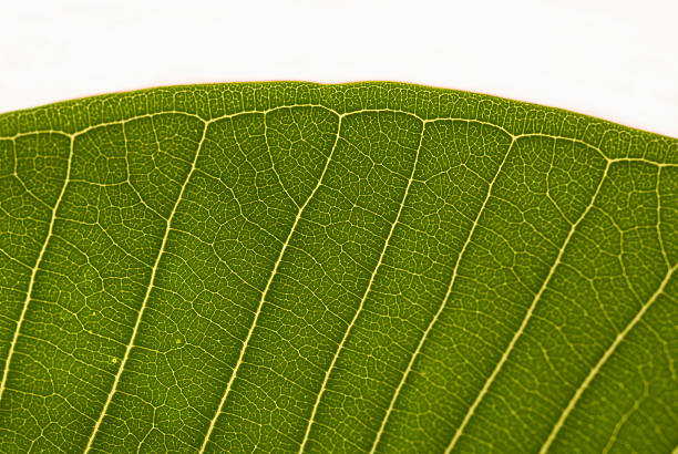 istock Extreme Close up of a Leaf 98118251