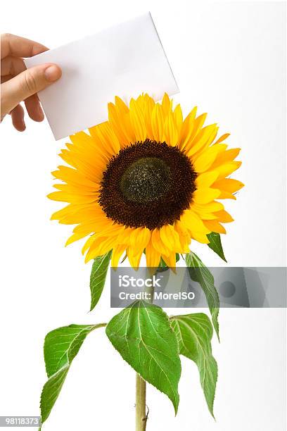 Sunflower With Blank Note Stock Photo - Download Image Now - Blank, Bright, Brightly Lit