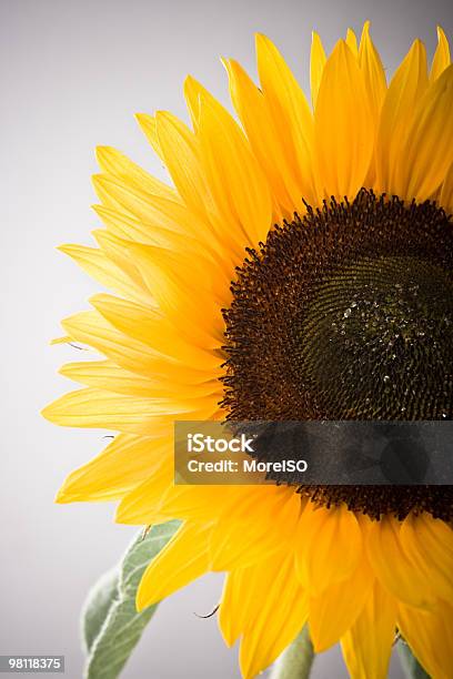Sunflower Macro Stock Photo - Download Image Now - Bright, Brightly Lit, Close-up