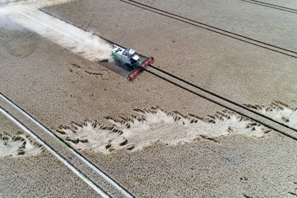 istock Harvester working on the wheat field 981184812