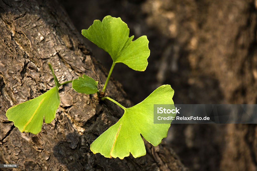 Ginkgo biloba leaves on tree trunk Close-up of ginkgo biloba leaves at tree trunk. Shallow DOF with focus on lower leaf. Ginkgo Tree Stock Photo
