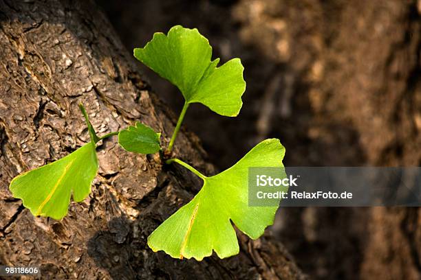 Ginkgo Biloba Leaves On Tree Trunk Stock Photo - Download Image Now - Ginkgo Tree, Ginkgo, Tree Trunk