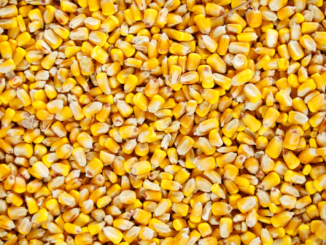 a corn background.