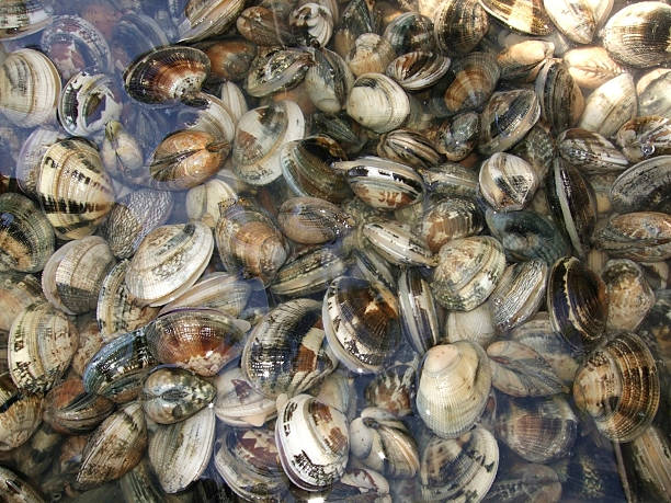 small mussels in wet ambiance