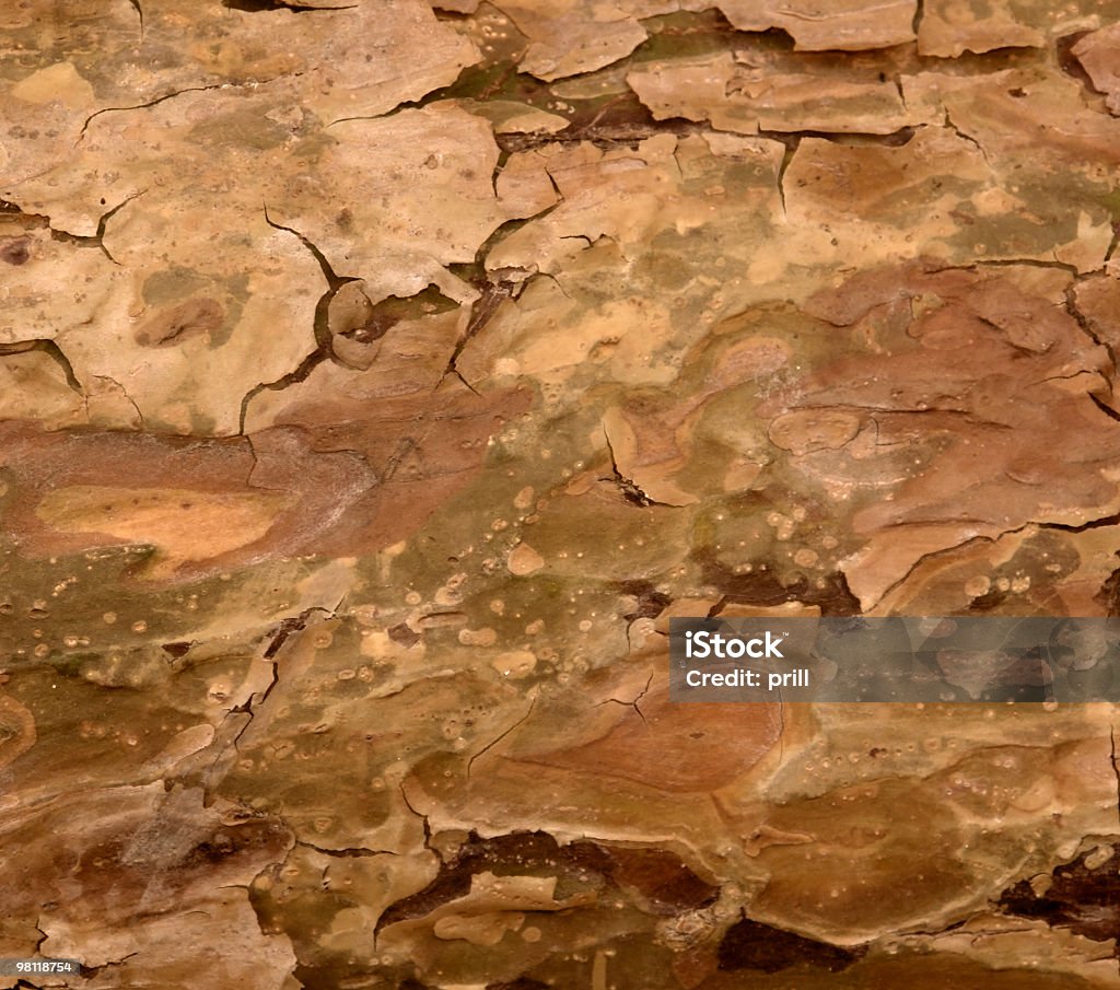 natural abstract bark abstract bark detail with various brown tones and structures Tree Stock Photo