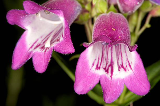 The clarkia flower blooms in the home garden. Pink clarkia close-up under sunlight, blurred background.