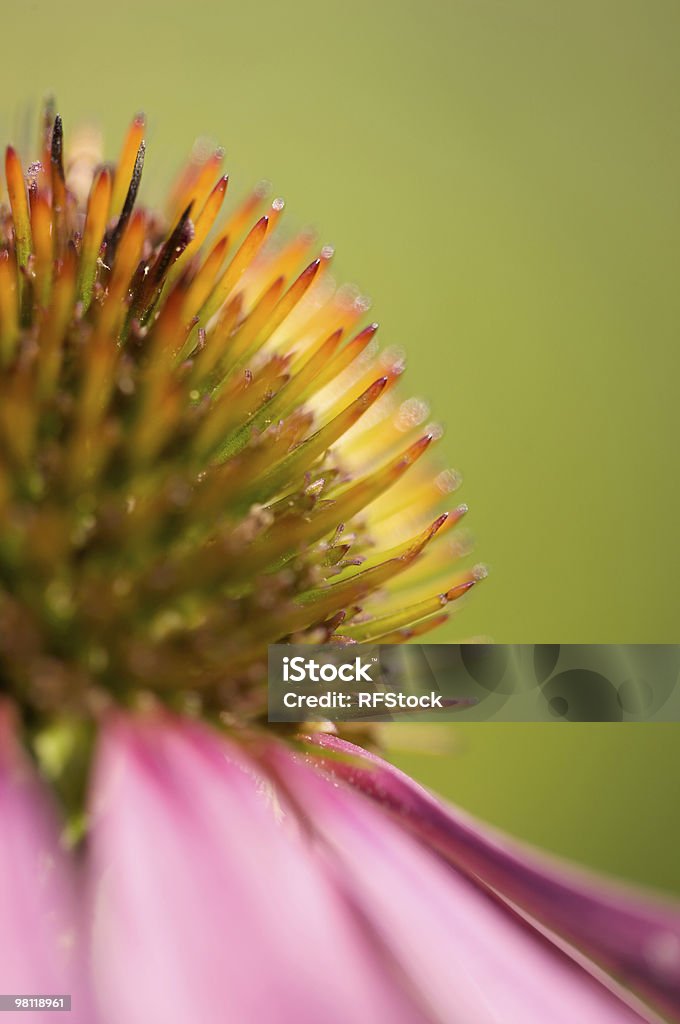 Viola Echinacea (Echinacea purpurea - Foto stock royalty-free di Affilato