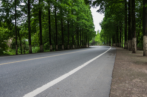 Country road with trees in Brandenburg - Saarmund