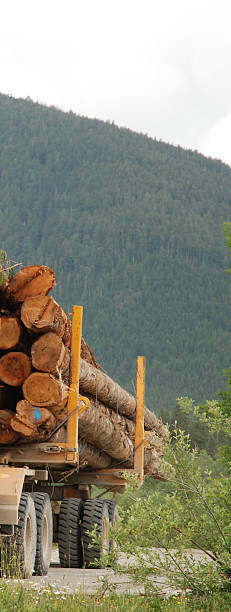 istock Vertical Shot of Logs on Logging Truck 98119561