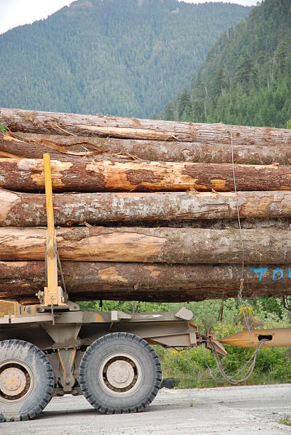 istock Forestry Truck Loaded with Logs 98119567