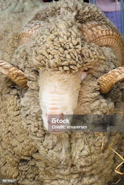 Sheep Stock Photo - Download Image Now - Agriculture, Animal, Animal Eye