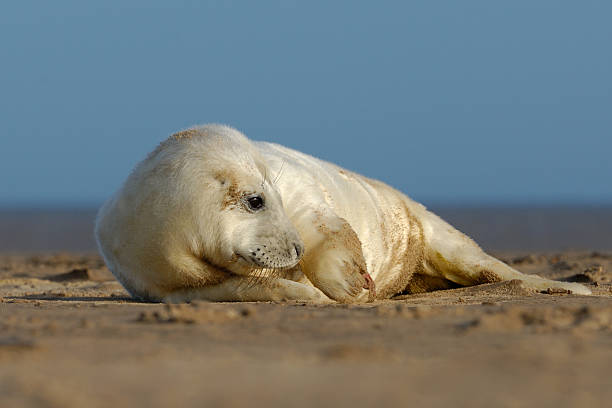 Cute seal pup stock photo