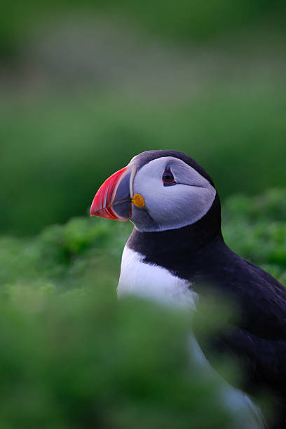 istock Atlantic puffin in green foliage 98120644
