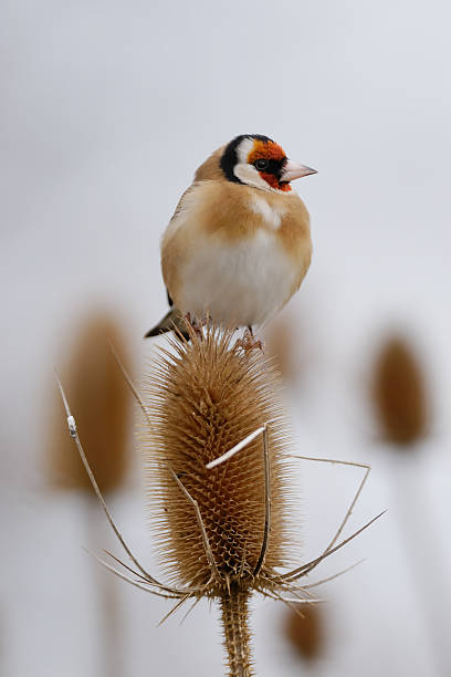 Goldfinch on grey morning stock photo