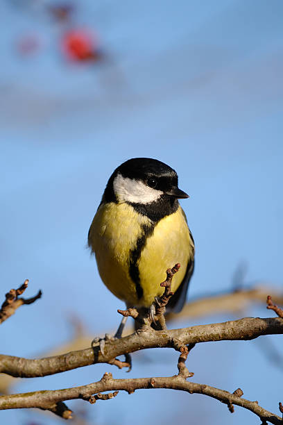 Great Tit on woodland perch stock photo