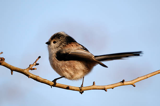 Long-Tailed Tit stock photo