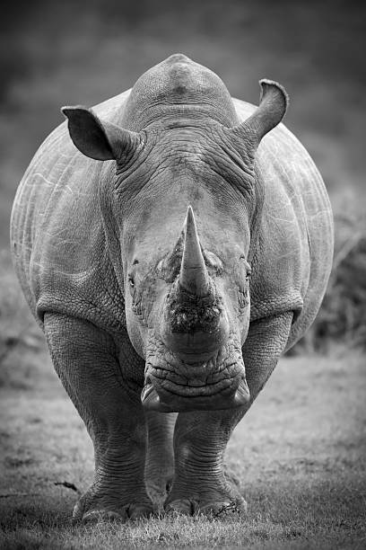 istock Monochrome image of a white rhinoceros 98121037
