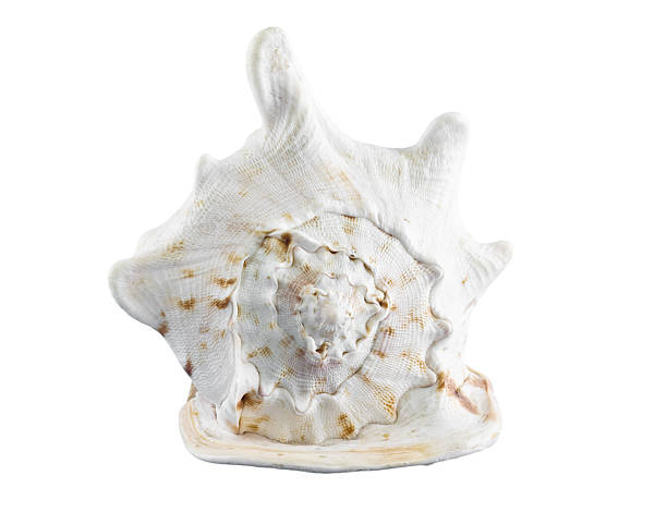 Sea shell stock photo