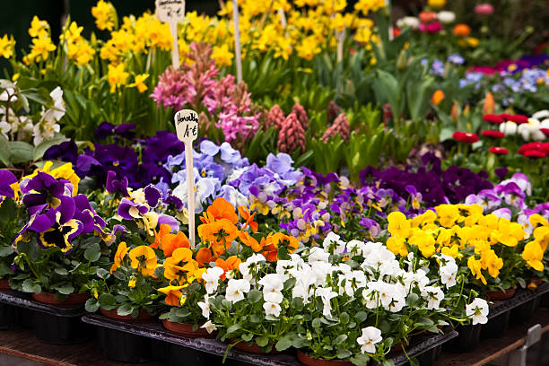 istock flowers on a market 98122237