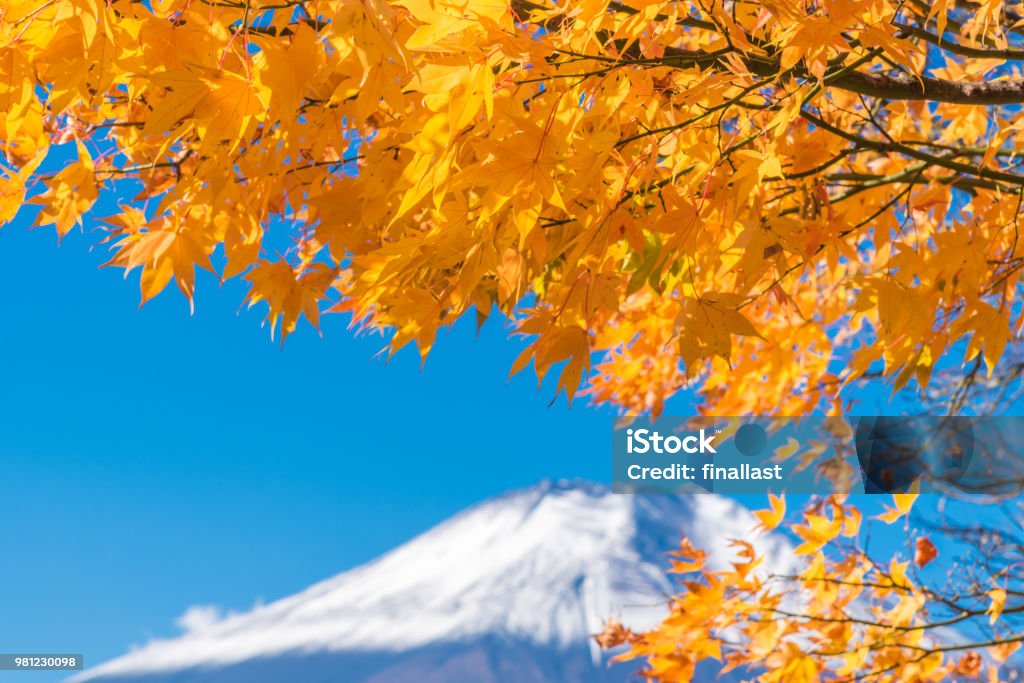 Mount Fuji scenery of maple leaves changing in autumn season at Lake Kawaguchi Japan Asia Stock Photo