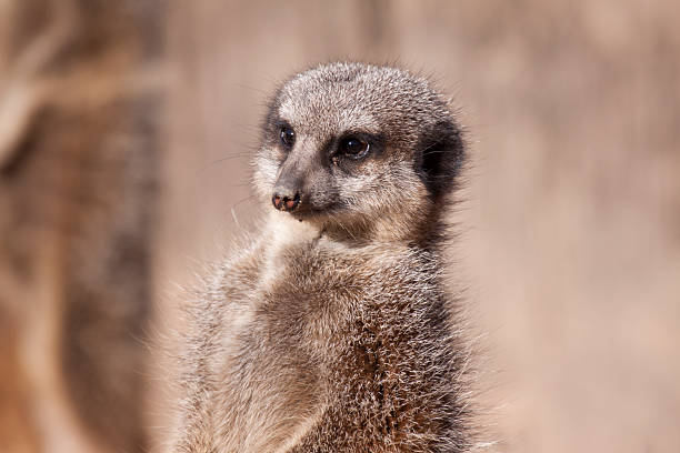 istock Meerkat from Southern Africa 98123177