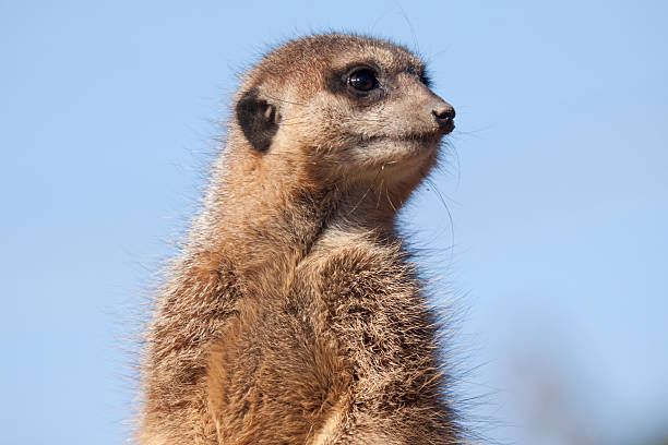 istock Meerkat from Southern Africa 98123178