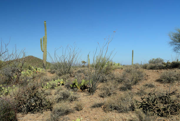 istock Desert view in southern Arizona 981236174