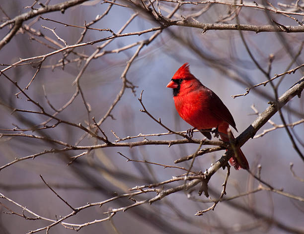 istock Northern Red  Cardinal on Branch 98124031