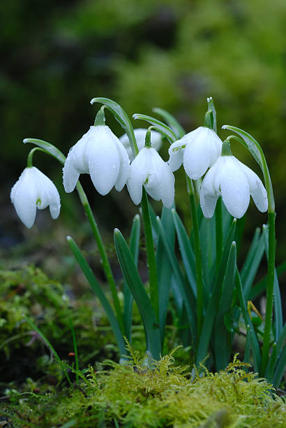 Spring Snowdrops stock photo