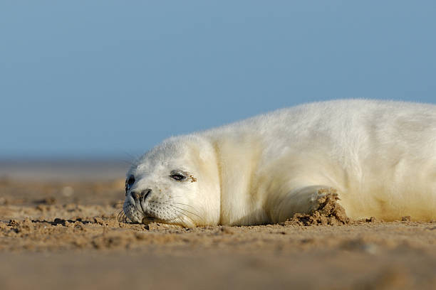 So Tired stock photo