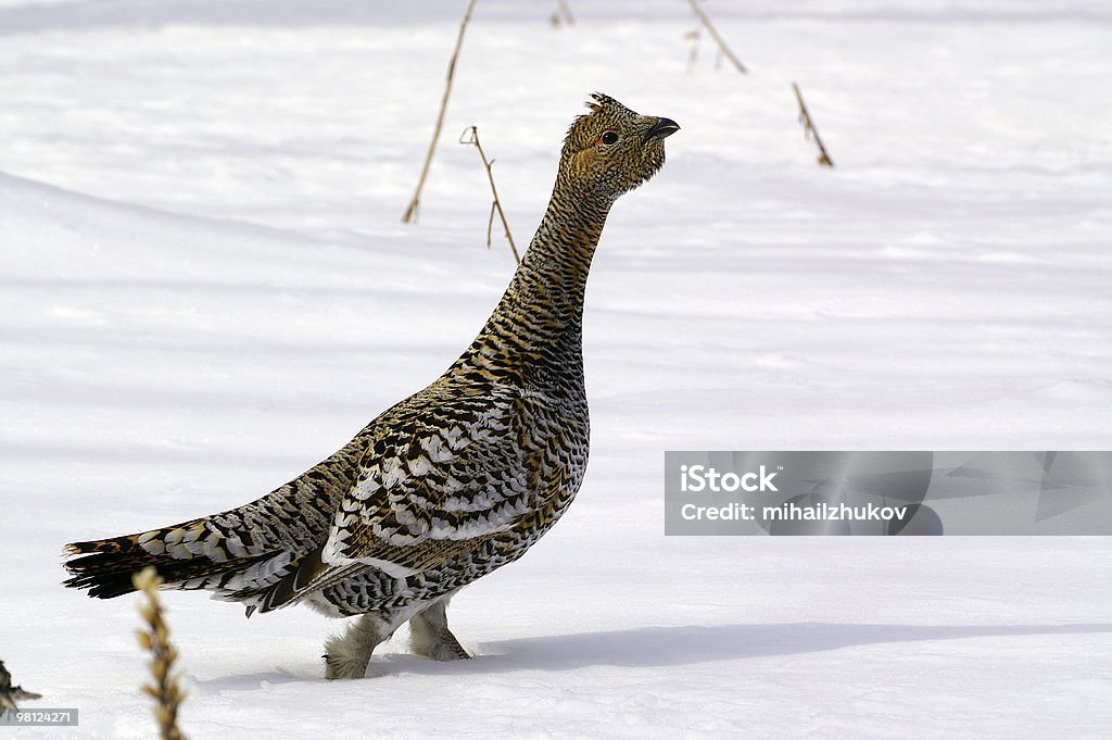 Black-billed capercaillie, the hen  Animal Stock Photo