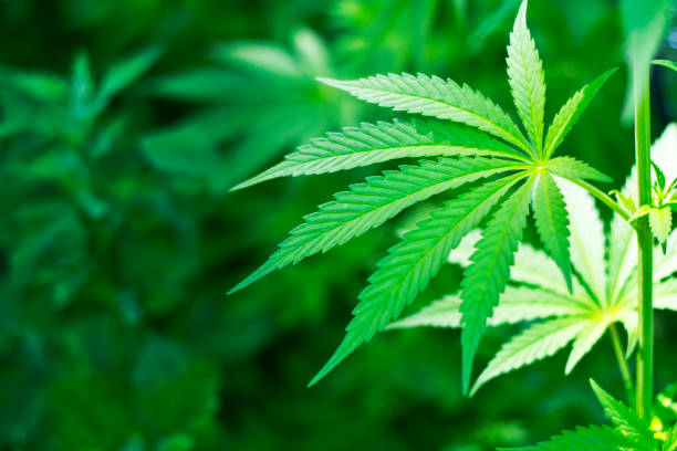 Marijuana background Young cannabis plant marijuana plant detail hemp photos stock pictures, royalty-free photos & images