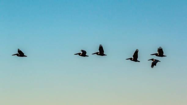 istock Flock of pelicans flying single file 981242770
