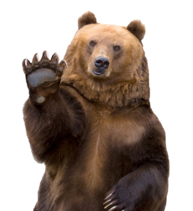 The brown bear welcomes, waves a paw. It is isolated on a white background.