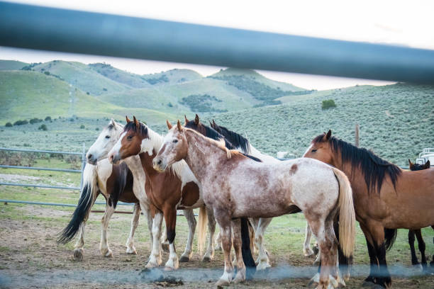 istock Horses In Pens Under the Utah Mountains 981248782
