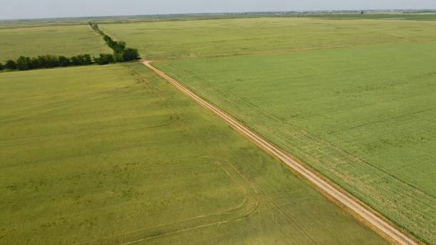 istock A dirt road between the fields of wheat and peas. 981250630