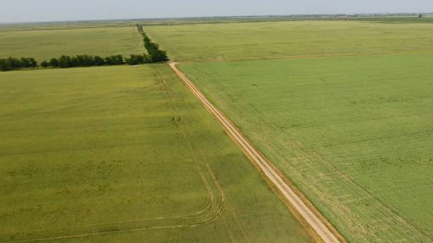 istock A dirt road between the fields of wheat and peas. 981250634