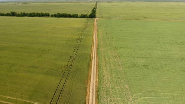 istock A dirt road between the fields of wheat and peas. 981250636