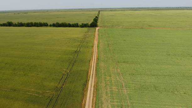 istock A dirt road between the fields of wheat and peas. 981250640