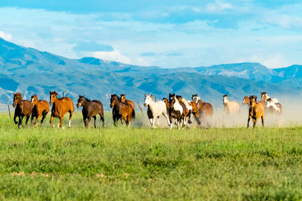 istock Herd Of Horses Runs Through The Sagebrush At Sunset 981250698