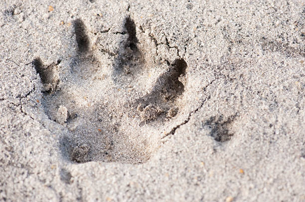 istock Canine Print Close Up Background 98126605