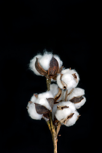 West Texas cotton plant with room for your type.
