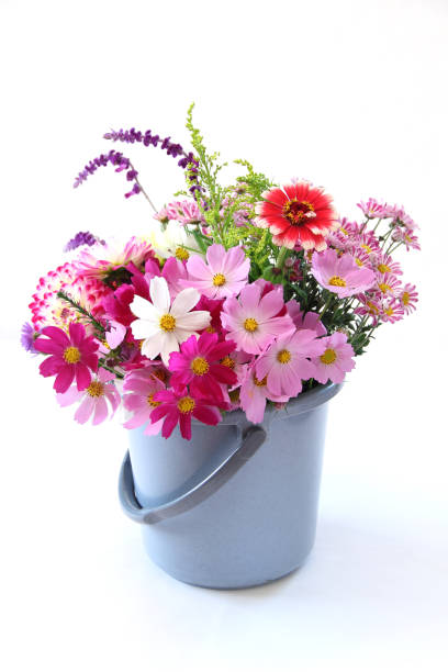 istock cosmos  (flower) in a bucket 981282422